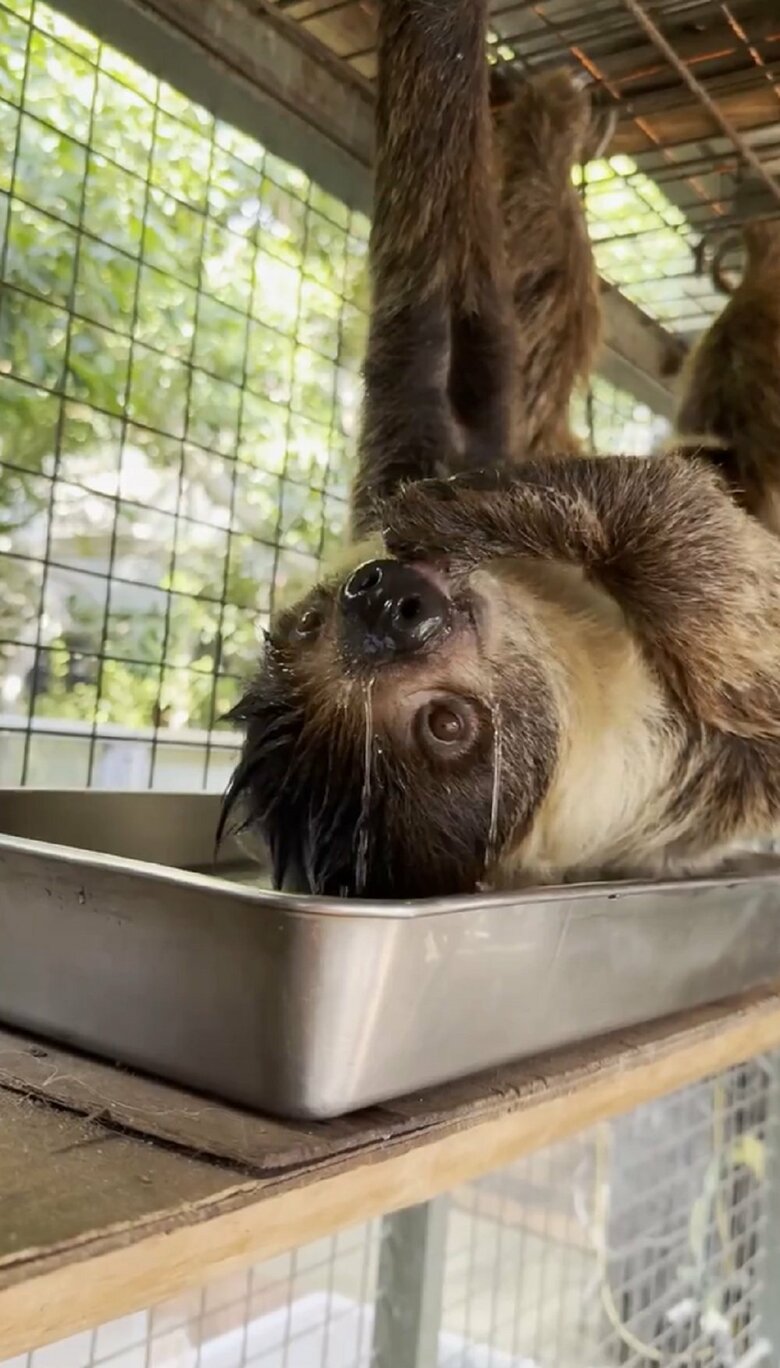 おいしそうに水分補給（提供：神戸市立王子動物園）