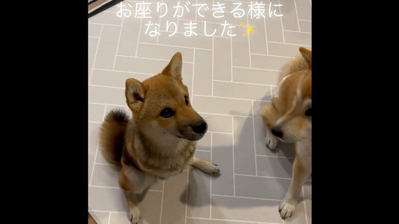 すると、春子ちゃんも後足だけでお座りした！