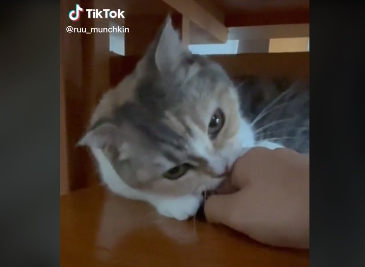 飼い主さんの方をちらりと伺うるぅちゃん