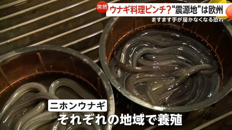 台湾・中国で養殖された“ニホンウナギ”