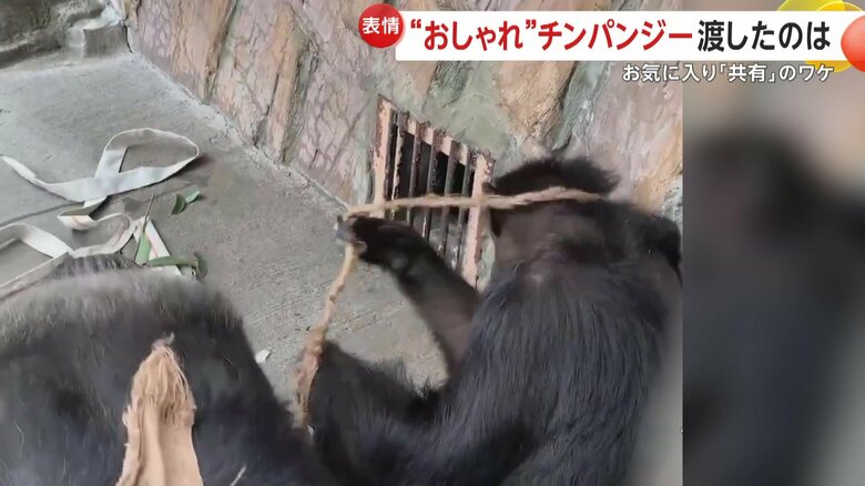 麻ひもの飾りを引っ張って捨ててしまうポッキーちゃん