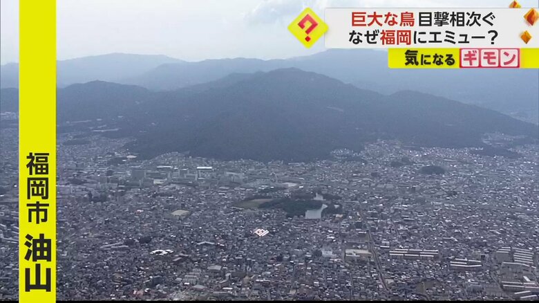 エミューの目撃が相次いだ福岡市の油山