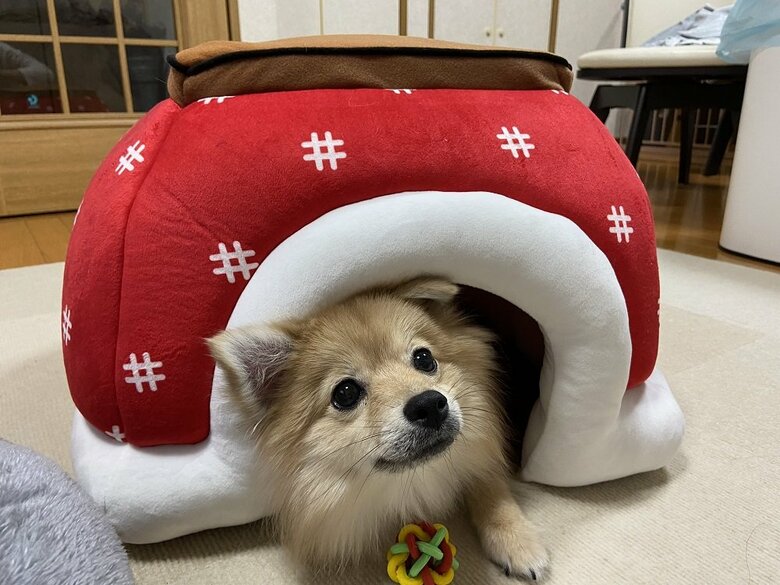 寒い日にはこたつ