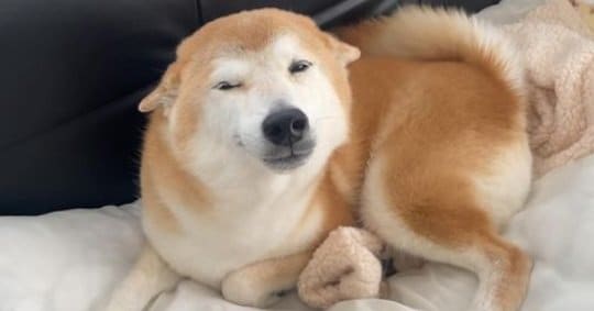 ぺったんこな耳から伝わる喜びっぷり