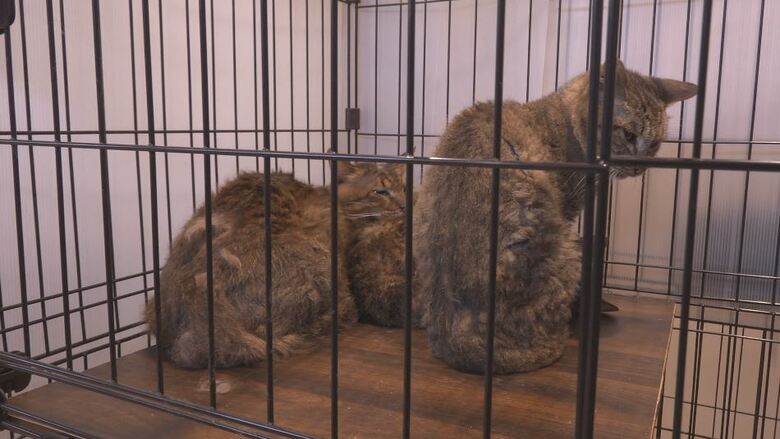 保護されたネコ　長野市動物愛護センター