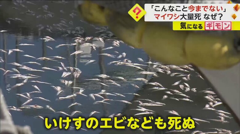 近くのいけすにいたエビなども死んでしまった