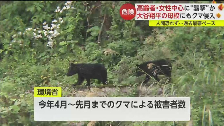 かわいいと近づくのはあまりに危険だ。近くに親クマがいる可能性も
