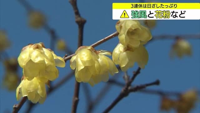 【歳時記】春の兆しとともに艶やかに咲く「紅梅」　「蝋梅」「白梅」と３色の競演（鳥取・米子市）