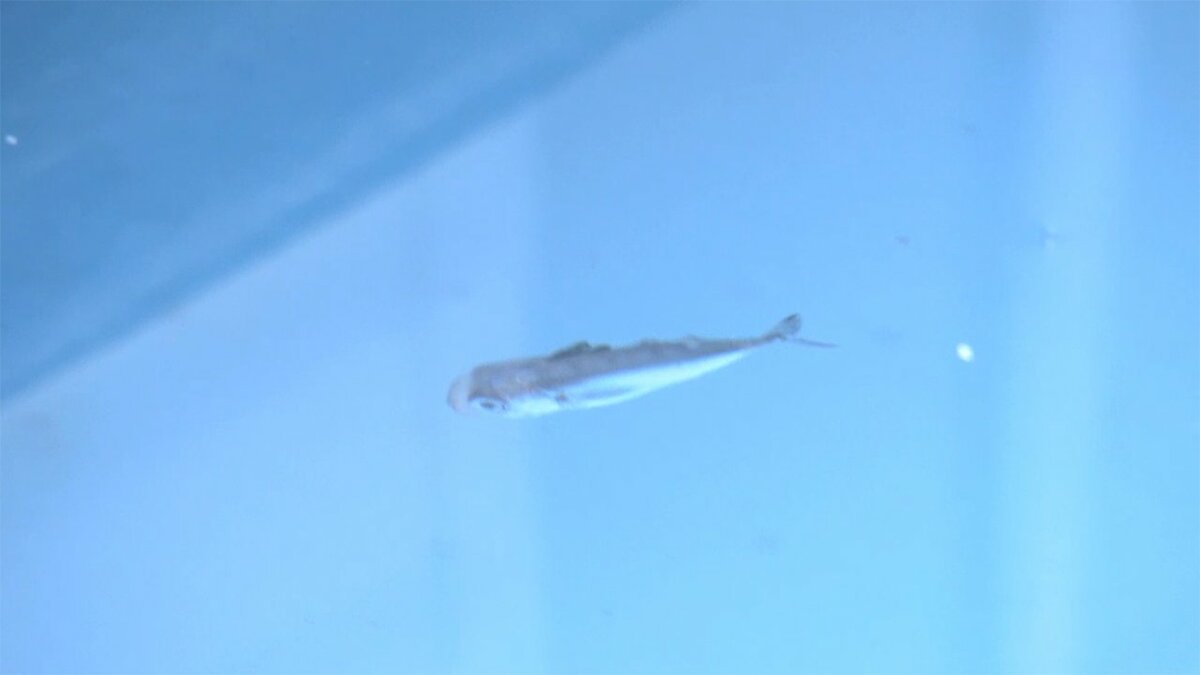 森の中で大型マグロを養殖 プロジェクト再始動 初の完全養殖個体で挑戦 岡山発 Fnnプライムオンライン