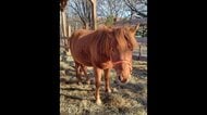 農地で飼育されていた馬が脱走　「囲いの柵が開いて逃げ出した」　翌日に隣県で無事捕獲　ウマは体長約160cmのオス