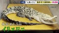 「飼育が難しいというより、飼育できない」“世界最大級の人食いワニ”飼育員　「特定動物」イリエワニなどを無許可で飼育か　ペットショップ経営の男を逮捕　周囲には小学校も