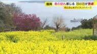 菜の花約50万本が見頃　“黄色い絨毯”と“青い海”のコントラスト　4月中旬頃まで　福岡市・能古島