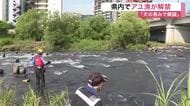 水不足による大量死から復活　広瀬川でアユ漁が解禁　遡上は例年の６倍に　釣り人「活きが良い」〈仙台市〉