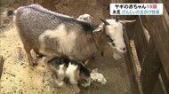 子ヤギが19頭誕生 「手作り牧場」でベビーラッシュ…総勢42頭の大所帯に 過疎化進む地域がにぎやかに【富山発】