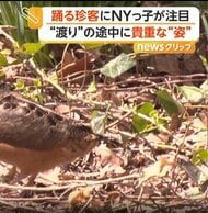 NYマンハッタン中心部の公園に“躍る鳥”出現　ノリノリな珍客、実は渡り鳥だった　「普段と違って･･･」視線くぎ付け