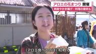 アロエの花まつり開催　刺身やかき揚げなど料理の提供も