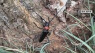 「とうとう来たか」特定外来生物クビアカツヤカミキリを北陸で初確認　「1日で木を枯らすことも」日本海側最大のウメ産地に危機感