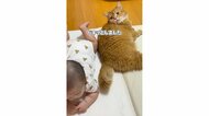 機嫌を損ねた？気を引こうとスリスリする猫に赤ちゃんのキックが炸裂…関係性を飼い主に聞いた