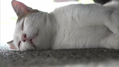 愛されすぎて「かわいさコンテスト」も開催…約50年の取材記録とともに振り返る“長崎に生きるネコ”