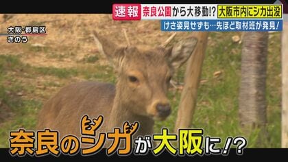 「怖くて逃げながら西へ来た…」“大移動シカ”を専門家が分析　奈良のシカが30キロ移動し大阪・梅田2キロ圏内に出没か　警察や行政も捕獲できず見守る「穏やかに見えていてもピリピリ」一番危険なのは“頭突き”