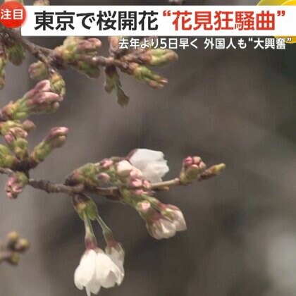 各地で桜“開花ラッシュ”！「ハートが見える」“奇跡の一枚”狙い映えスポットに観光客殺到　枝引っぱり撮影する外国人観光客の迷惑行為も