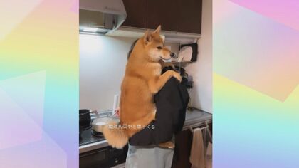 抱っこ姿の人っぽさがスゴい…子供のように甘える柴犬むぎちゃん 飼い主「娘が生まれて学習したのでは」