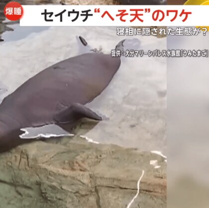 「かわいいの塊！」セイウチ赤ちゃんが“へそ天”で爆睡…お母さんが好きすぎて夢の中で授乳姿勢に？　大分マリーンパレス水族館[「うみたまご」
