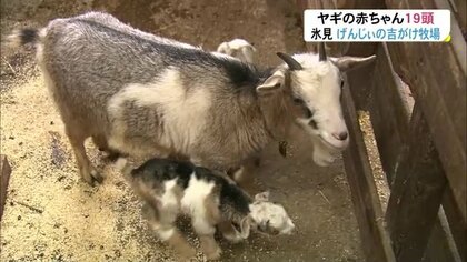 子ヤギが19頭誕生 「手作り牧場」でベビーラッシュ…総勢42頭の大所帯に 過疎化進む地域がにぎやかに【富山発】