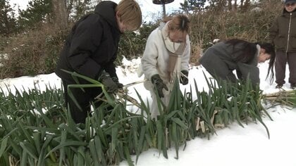 農業&times;ITで若者を地域へ　秋田・にかほ市で学生向け農業体験プログラム始動　担い手不足に挑む農業法人とIT企業の異業種連携で地域の未来を切り開く