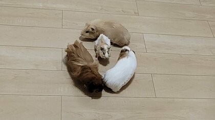 何かの儀式? 次々と陣形を変える4匹のモルモットが不思議…撮影時の状況を飼い主に聞いた