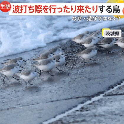 ｢ワァーっ」波打ち際を行ったり来たりする可愛い集団…正体は渡り鳥「ミユビシギ」の生きるために必要な行動　多いときは数百羽で　茨城
