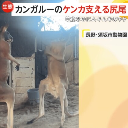 マッチョカンガルーがガチンコバトル！尻尾で体支え両足キック連発　草食なのに筋肉ムキムキの理由は腸内細菌　長野・須坂市動物園