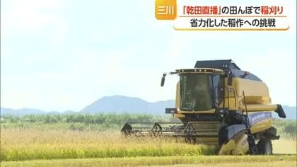 省力化した稲作への挑戦　乾田直播の田んぼで稲刈り　田植えした田んぼと同収量確保の見通し　山形・三川町