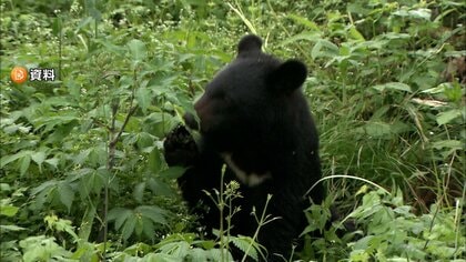 東京・八王子市でツキノワグマがわなにかかる　都内で初めて緊急銃猟行われる