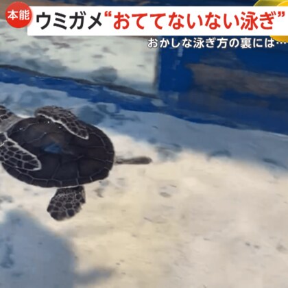 「近所を散歩するおじいちゃん！？」子ガメが“お手々ないない泳ぎ”で大人気！実は「身を守るポーズ」　三重・紀宝町「道の駅ウミガメ公園」