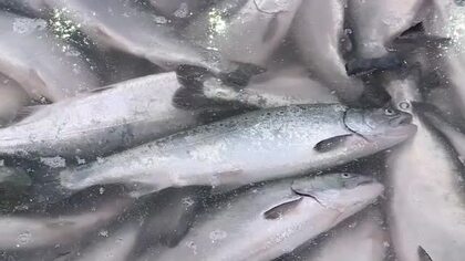 石巻魚市場で養殖ギンザケが今季初入荷　海水温の影響で過去最も遅い記録も「脂の乗り」に期待〈宮城〉
