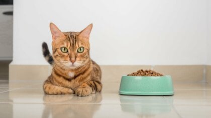 決まったフードしか食べない猫は療法食変更の際にピンチに…生い立ちの秘密と猫の「新しいもの嫌い」を克服する方法