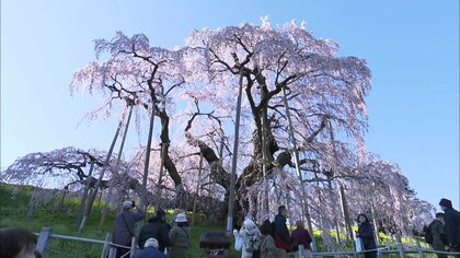 三春滝桜 訪れた人を魅了する佇まい 推定樹齢1000年超の
