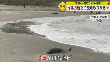 イルカ新たに9頭打ち上がる 千葉の海岸で…穴を掘り死骸埋める