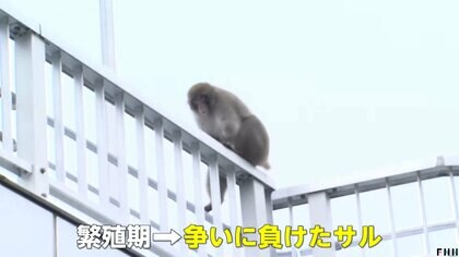 チャンドゥのバナナ狙いに来た？」ディズニーリゾートに猿が出没…繁殖
