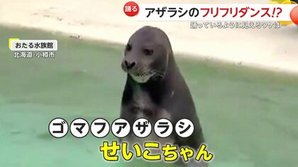 直立！アザラシがフリフリダンス！？踊っているように見えるワケは