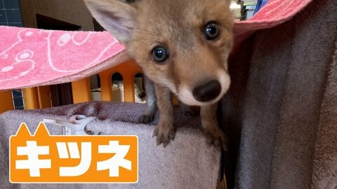 「犬じゃないかも…」子犬と間違え保護　成長すると「キツネ」の赤ちゃん　野生動物は近くに親がいる可能性も