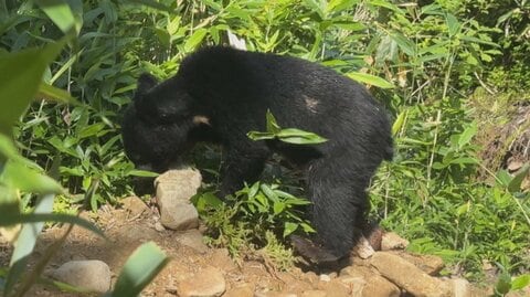 【富山の1年】「クマ大量出没」 過去最多に富山の市街地で「すごく怖かった」 高まる住民の不安、「再来年また大量出没」専門家が警告