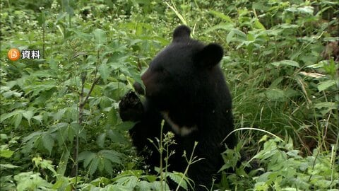 東京・八王子市でツキノワグマがわなにかかる　都内で初めて緊急銃猟行われる