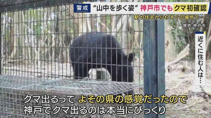 神戸市でクマ目撃