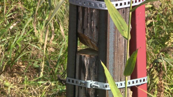 通信ケーブル用の木の柱が切られる被害も（提供：JR北海道）