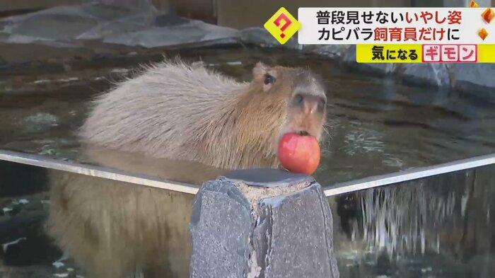 温泉に浸かり、リンゴを丸かじりするカピバラ