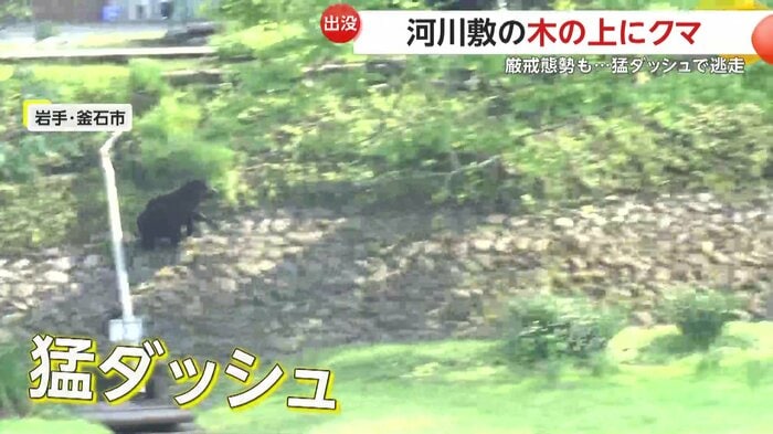 全力疾走で走り抜けるクマ