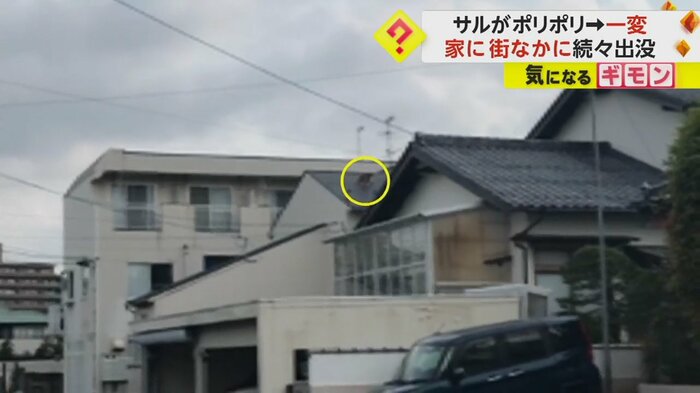 ジャンプしてさらに高い屋根に登るサル(ビデオPost Fnn投稿サイト)