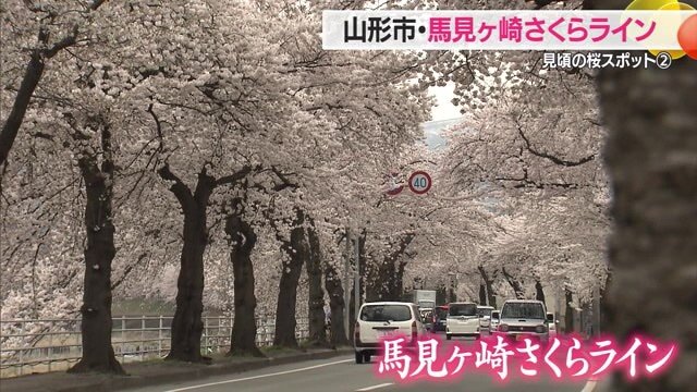満開の山形市・馬見ヶ崎さくらライン